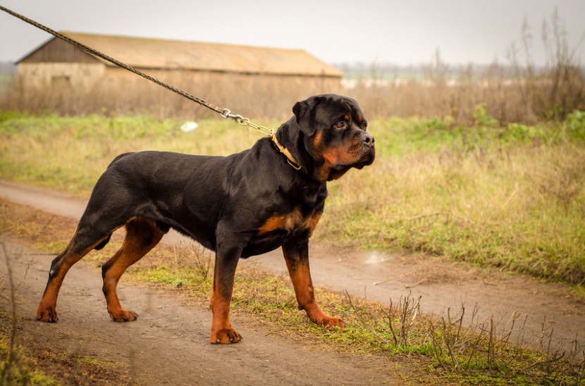 Utilisez un collier de dressage pour rendre votre chien obéissant !