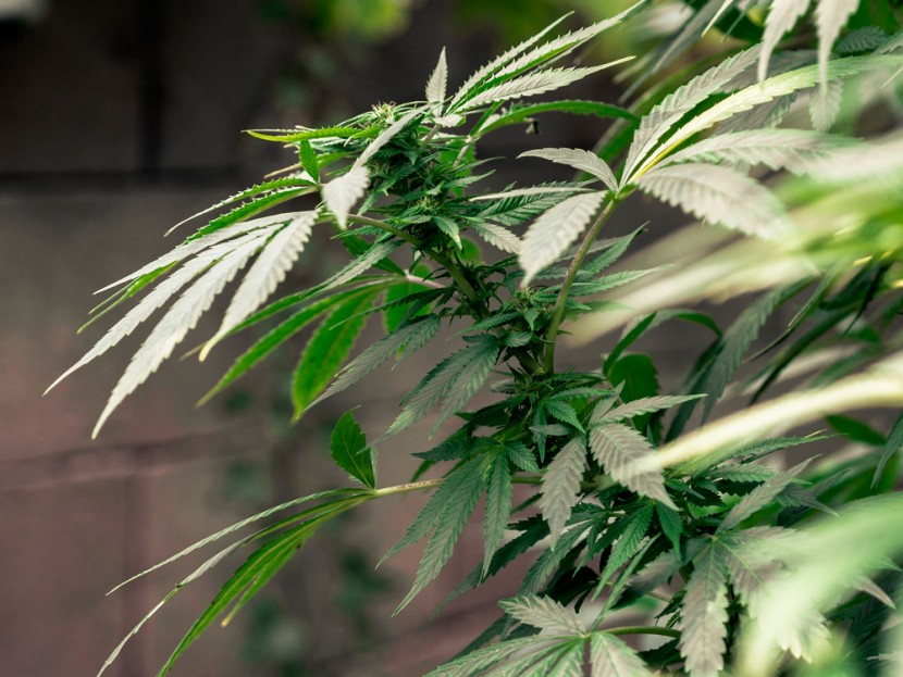 Les usages thérapeutiques du CBD et d’autres principes actifs issus du cannabis