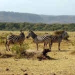 prairie-adventure-animal-wildlife-wild-herd-1191481-pxhere.com