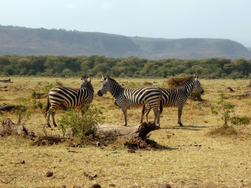 Découvrir deux parcs nationaux de la Tanzanie lors d’un safari