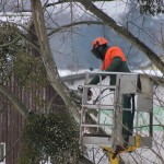 élaguer arbres propriété