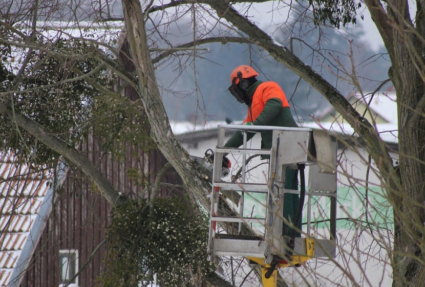 Élaguer les arbres de sa propriété : une obligation qui s’impose à tous