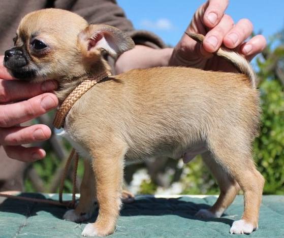 Ce qu’on appelle un chihuahua lof !